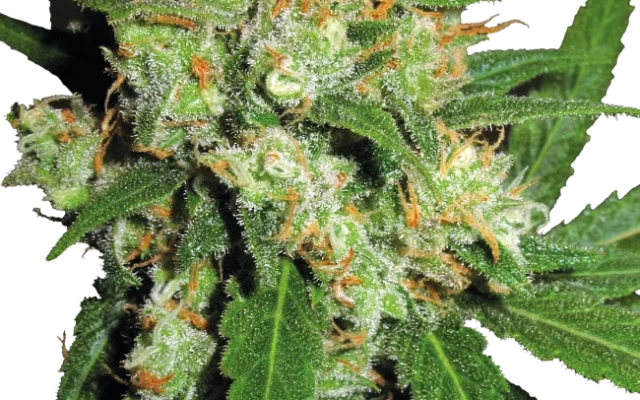 Sensi Skunk Feminized (Sensi Seeds) – Pflanze