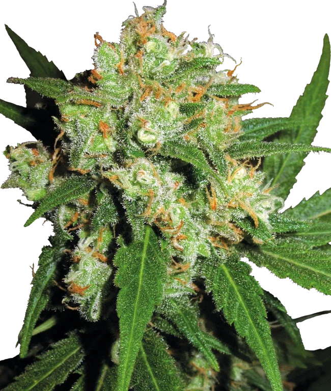Sensi Skunk Feminized (Sensi Seeds) – Pflanze
