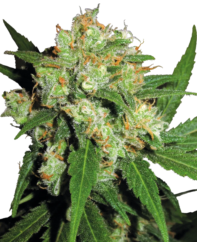 Sensi Skunk Feminized (Sensi Seeds) – Pflanze