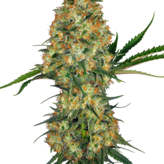 Hindu Kush Feminized (Sensi Seeds) – Herstellerbild