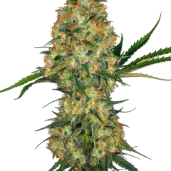 Hindu Kush Feminized (Sensi Seeds) – Pflanze