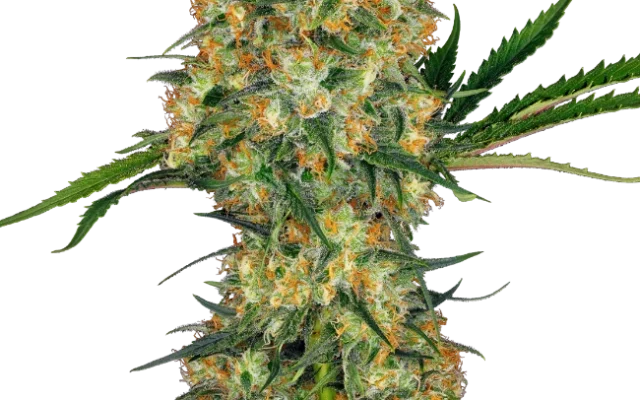 Hindu Kush Feminized (Sensi Seeds) – Pflanze
