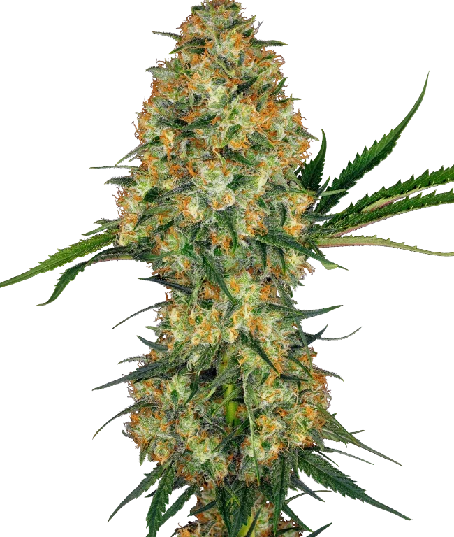 Hindu Kush Feminized (Sensi Seeds) – Pflanze