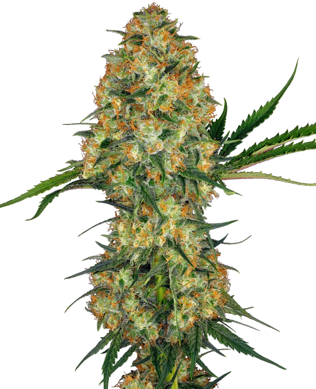 Hindu Kush Feminized (Sensi Seeds) – Pflanze