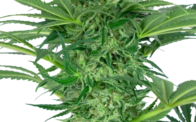 Skunk Dream CBD Feminized (Research) – Pflanze