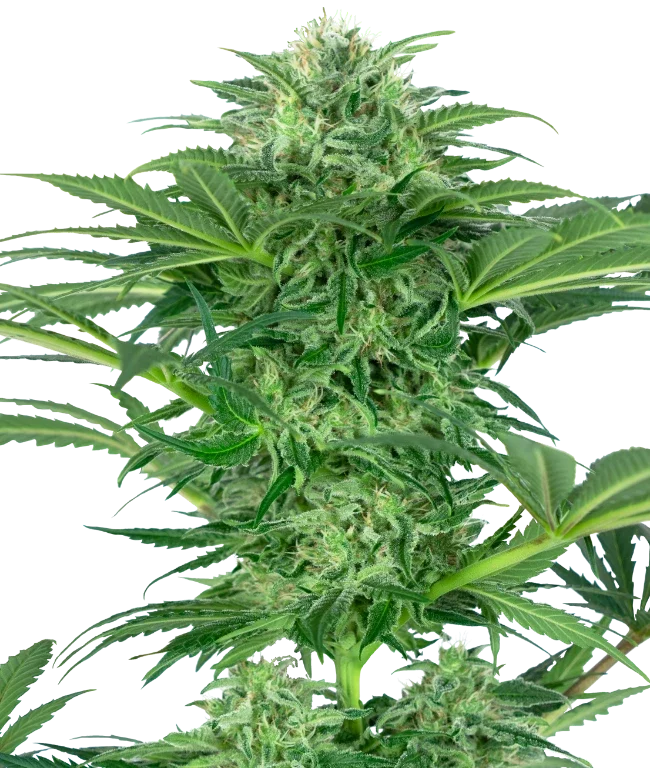 Skunk Dream CBD Feminized (Research) – Pflanze