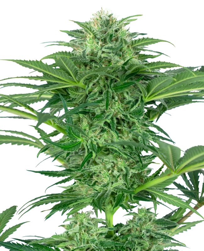 Skunk Dream CBD Feminized (Research) – Pflanze