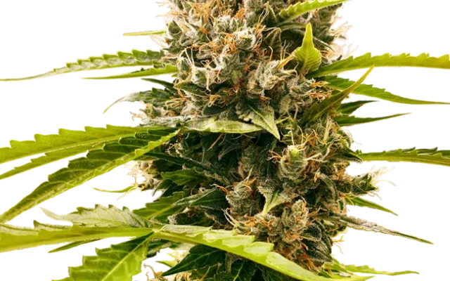 Mandarin Punch Feminized (Research) – Pflanze