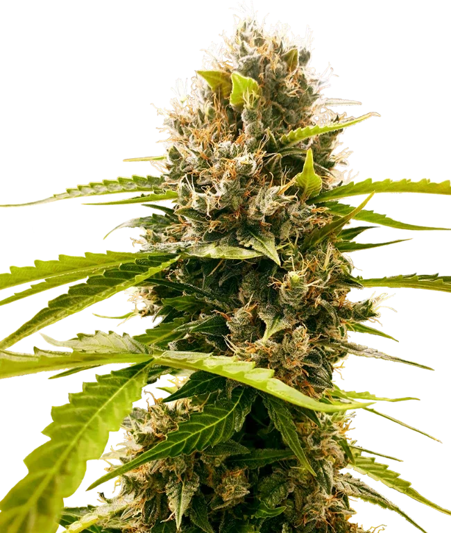 Mandarin Punch Feminized (Research) – Pflanze