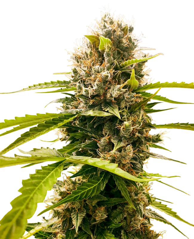 Mandarin Punch Feminized (Research) – Pflanze