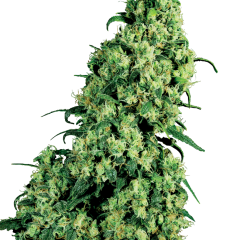 Skunk #1 Feminized (White Label) – Herstellerbild