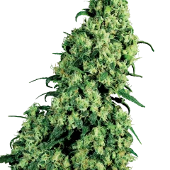 Skunk #1 Feminized (White Label) – Pflanze
