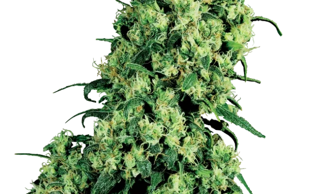 Skunk #1 Feminized (White Label) – Pflanze