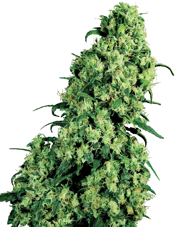 Skunk #1 Feminized (White Label) – Pflanze