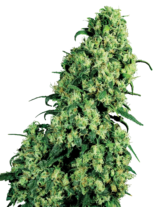 Skunk #1 Feminized (White Label) – Pflanze