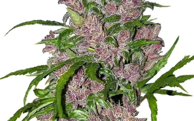 Purple Bud Automatic (White Label) – Pflanze
