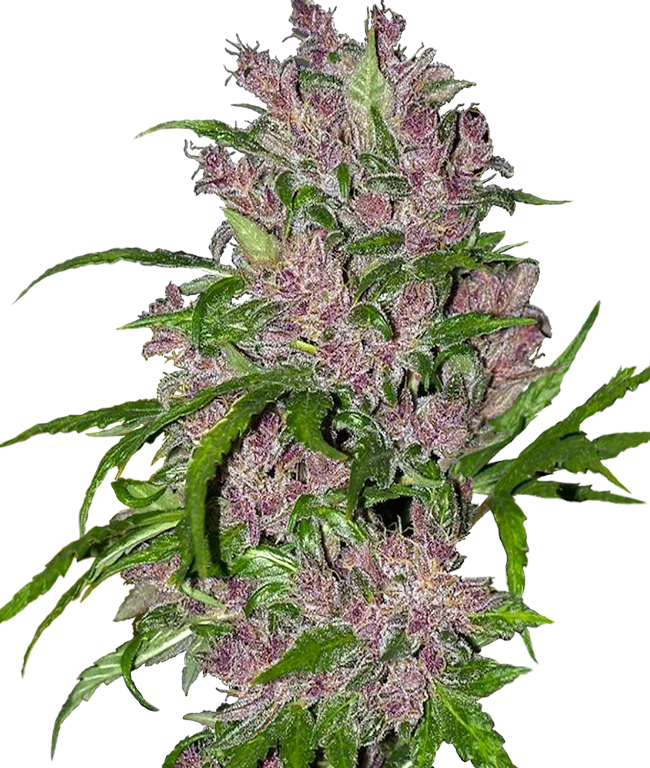 Purple Bud Automatic (White Label) – Pflanze