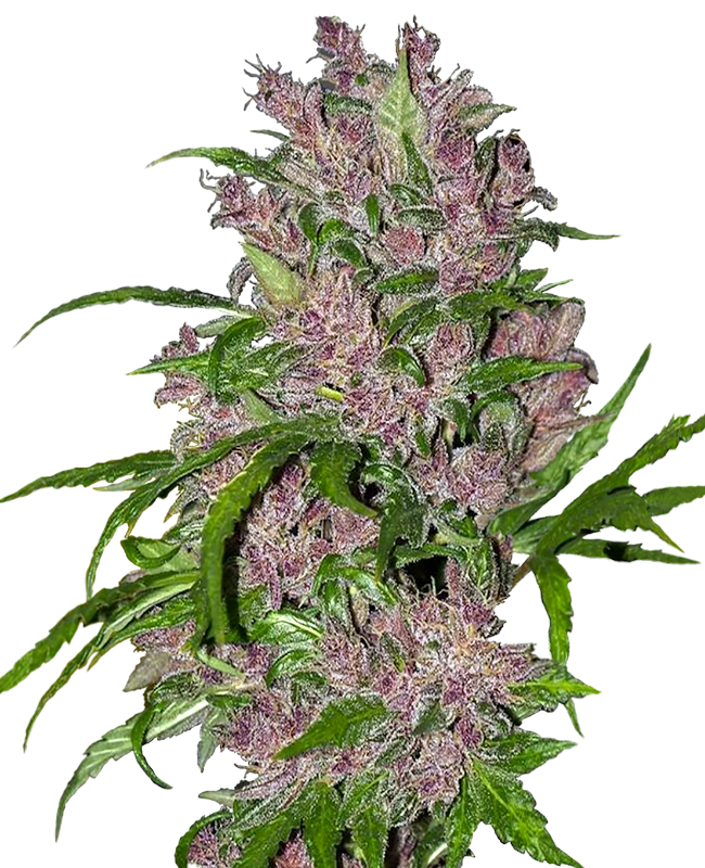 Purple Bud Automatic (White Label) – Pflanze