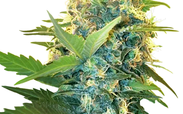 Double Kush Cake Feminized (Research) – Pflanze