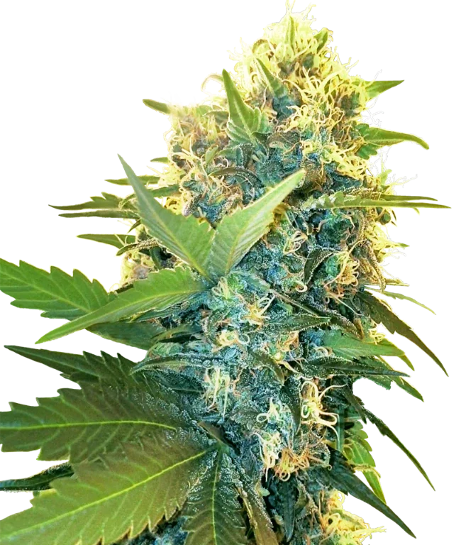 Double Kush Cake Feminized (Research) – Pflanze