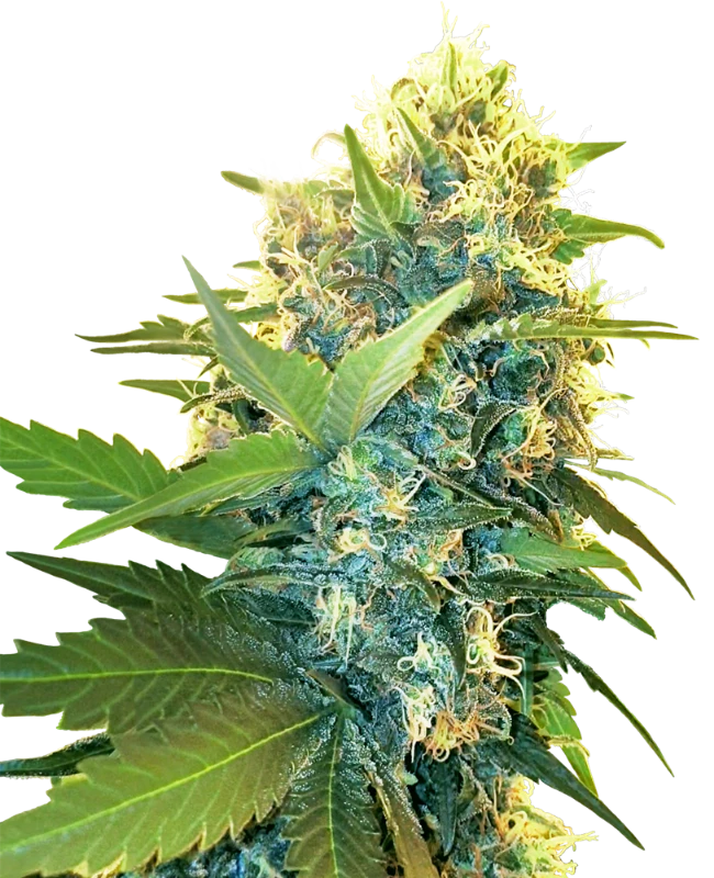 Double Kush Cake Feminized (Research) – Pflanze