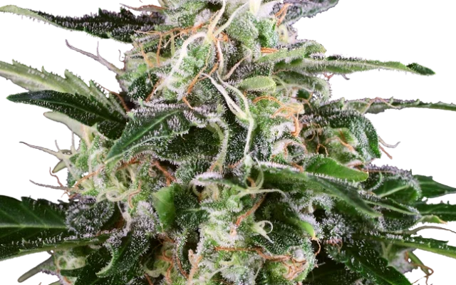 White Skunk Automatic (White Label) – Pflanze