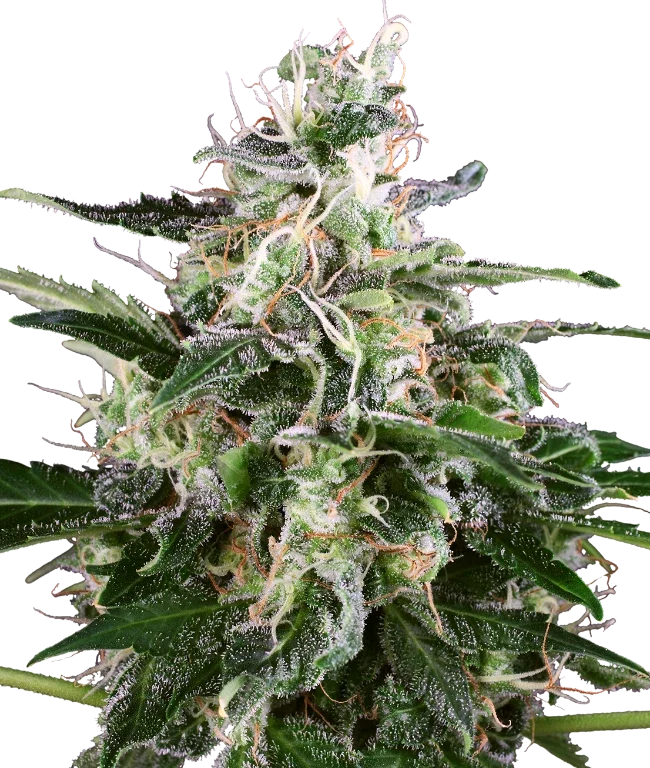 White Skunk Automatic (White Label) – Pflanze