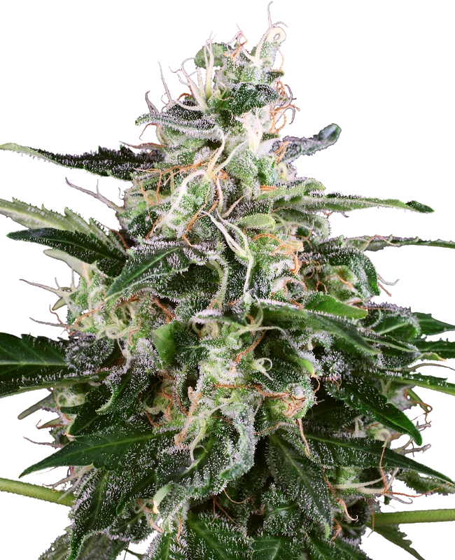 White Skunk Automatic (White Label) – Pflanze