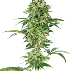 Nicole Hindu Kush Feminized (Sensi Seeds) – Herstellerbild