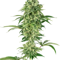 Nicole Hindu Kush Feminized (Sensi Seeds) – Pflanze