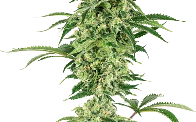 Nicole Hindu Kush Feminized (Sensi Seeds) – Pflanze