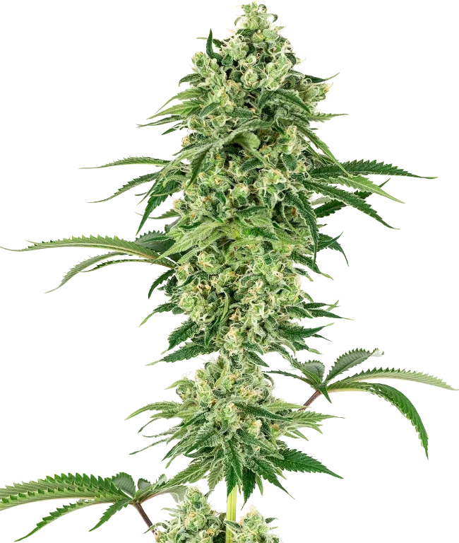 Nicole Hindu Kush Feminized (Sensi Seeds) – Pflanze