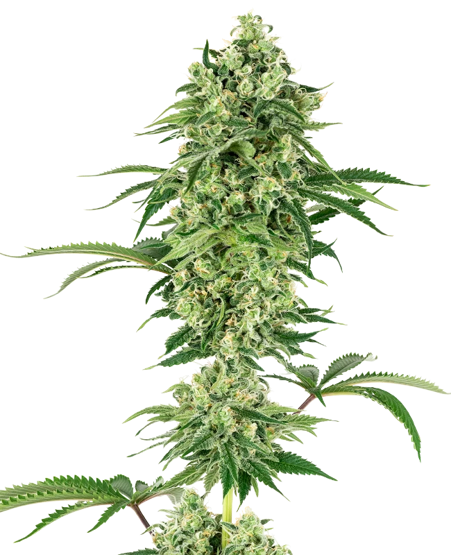 Nicole Hindu Kush Feminized (Sensi Seeds) – Pflanze