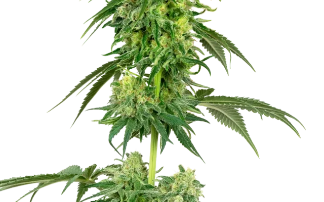 Strawberry Kush Feminized (Sensi Seeds) – Pflanze