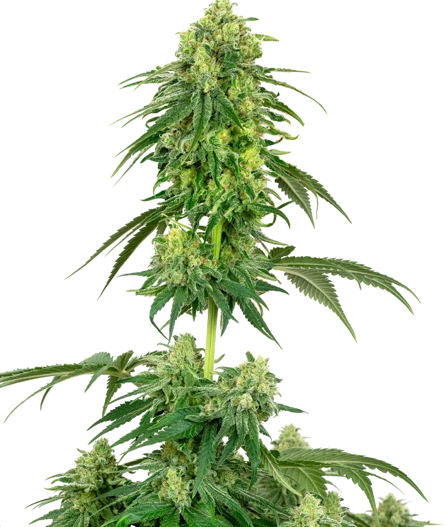 Strawberry Kush Feminized (Sensi Seeds) – Pflanze