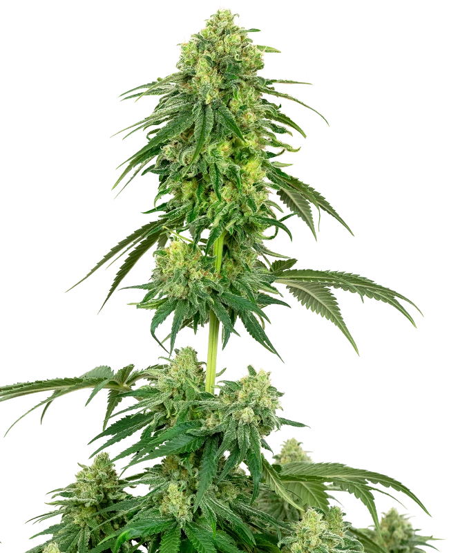 Strawberry Kush Feminized (Sensi Seeds) – Pflanze
