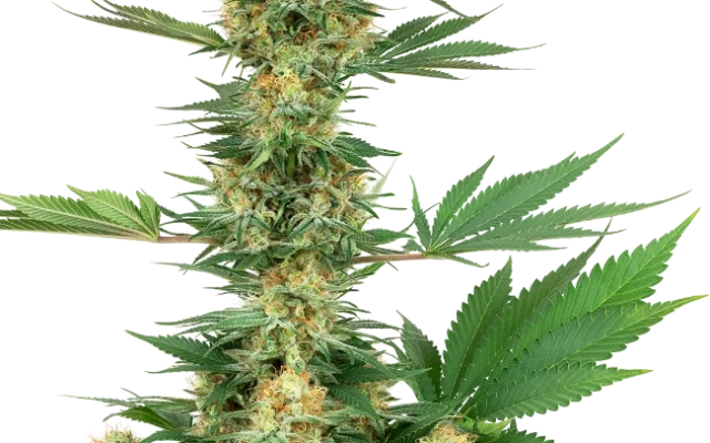 Gelato #420 Feminized (Sensi Seeds) – Pflanze