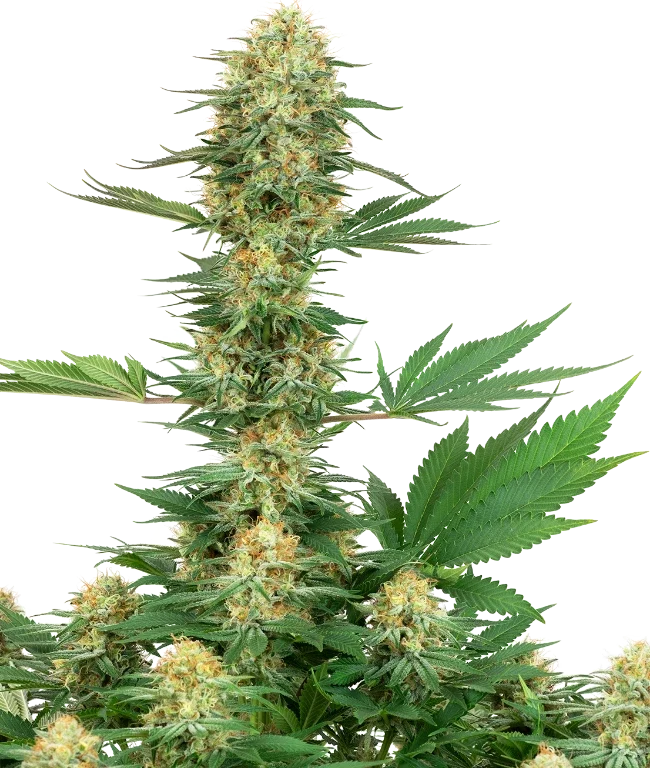 Gelato #420 Feminized (Sensi Seeds) – Pflanze