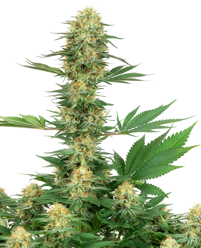 Gelato #420 Feminized (Sensi Seeds) – Pflanze
