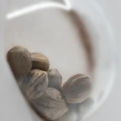 Girl Scout Cookies Feminized (Sensi Seeds) – Samen und Produktdetail