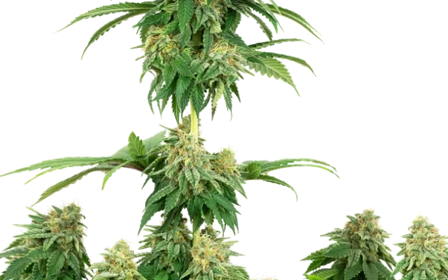 Girl Scout Cookies Feminized (Sensi Seeds) – Pflanze