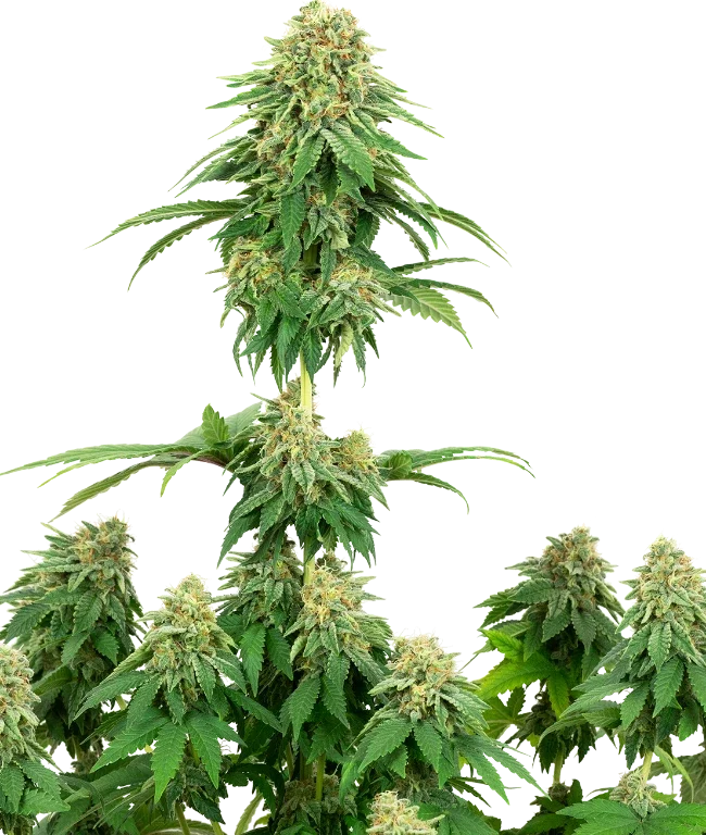 Girl Scout Cookies Feminized (Sensi Seeds) – Pflanze
