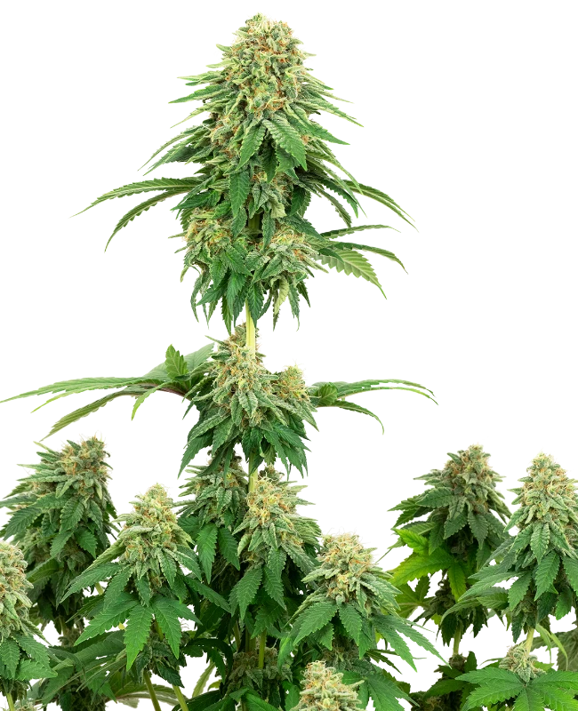 Girl Scout Cookies Feminized (Sensi Seeds) – Pflanze
