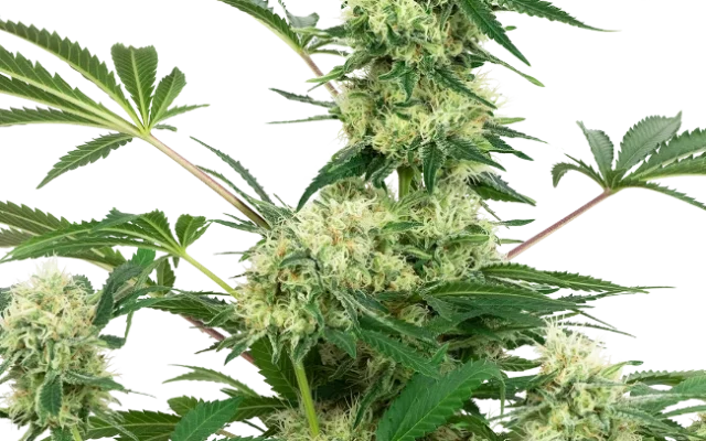 Wedding Cheesecake Feminized (Sensi Seeds) – Pflanze