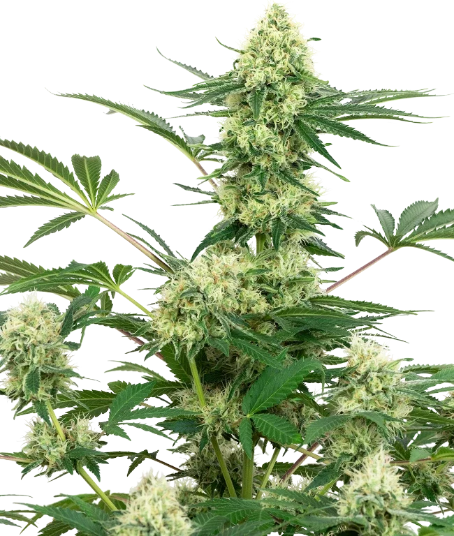 Wedding Cheesecake Feminized (Sensi Seeds) – Pflanze