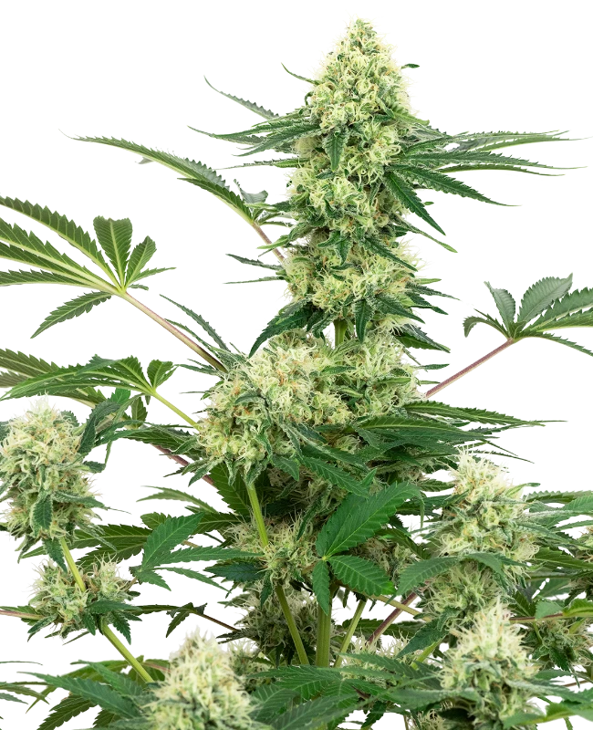 Wedding Cheesecake Feminized (Sensi Seeds) – Pflanze
