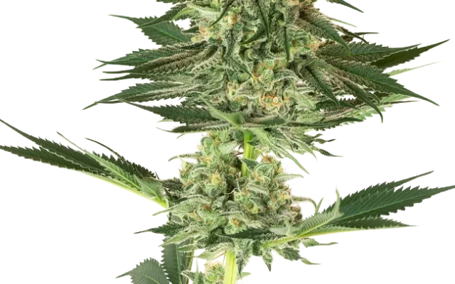Banana Kush Feminized (Sensi Seeds) – Pflanze