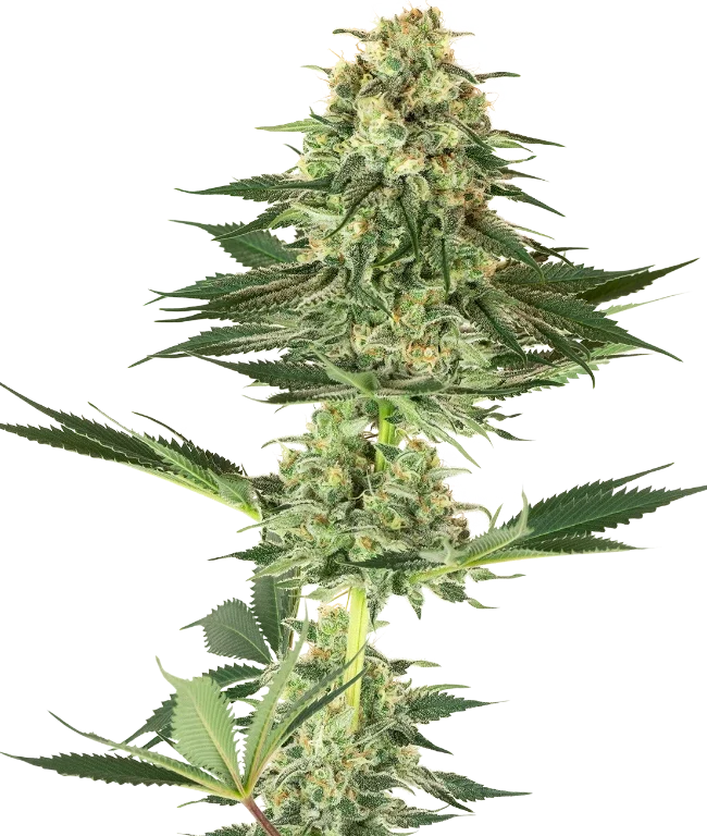 Banana Kush Feminized (Sensi Seeds) – Pflanze