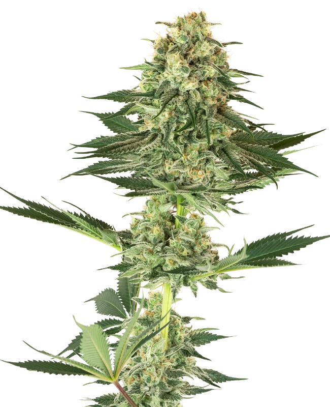 Banana Kush Feminized (Sensi Seeds) – Pflanze