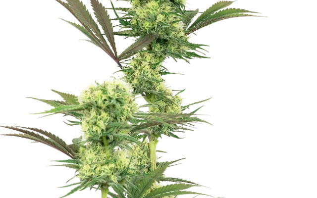Guava Jelly Feminized (Sensi Seeds) – Pflanze